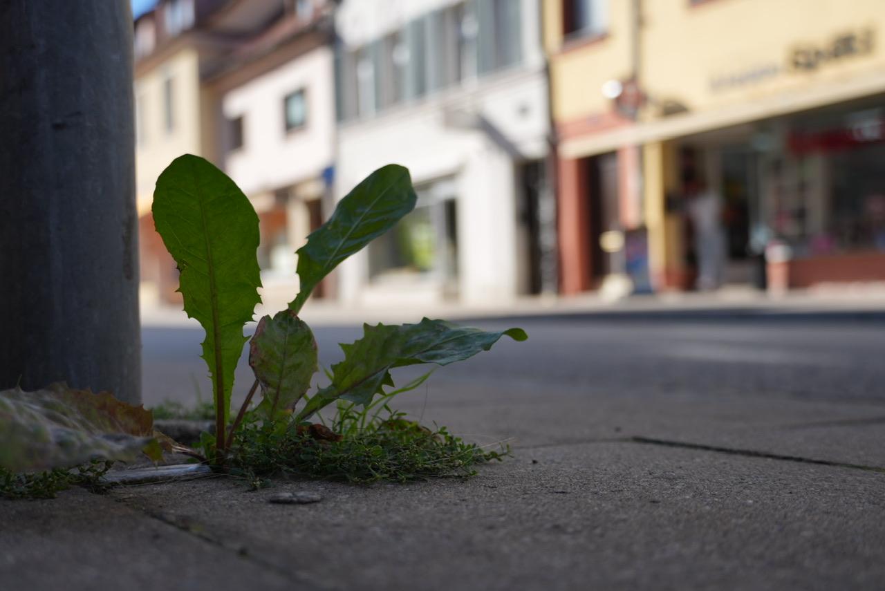 In einer Seitenstraße der Erlanger Innenstadt wächst ein Löwenzahn neben einer Straßenlaterne aus dem Boden. In Hintergrund sind Schaufenster vage zu erkennen.